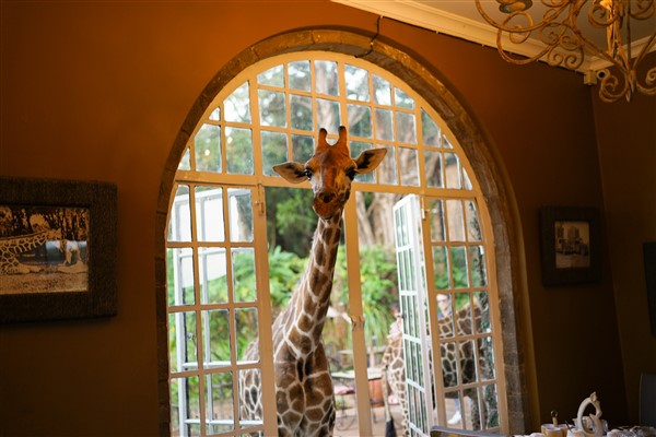 Giraffe manor, Nairobi Kenya
