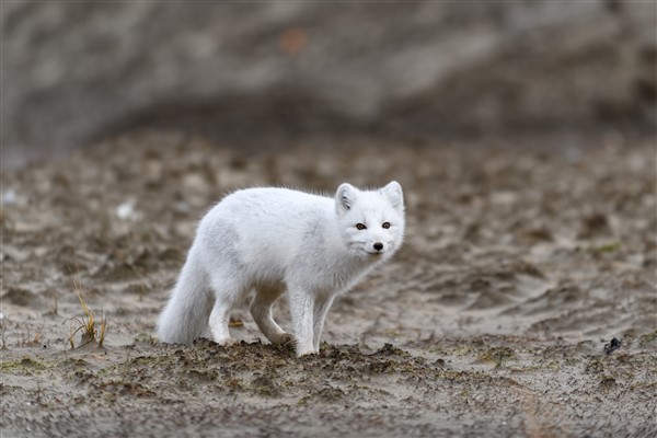 Arctic fox in Iceland