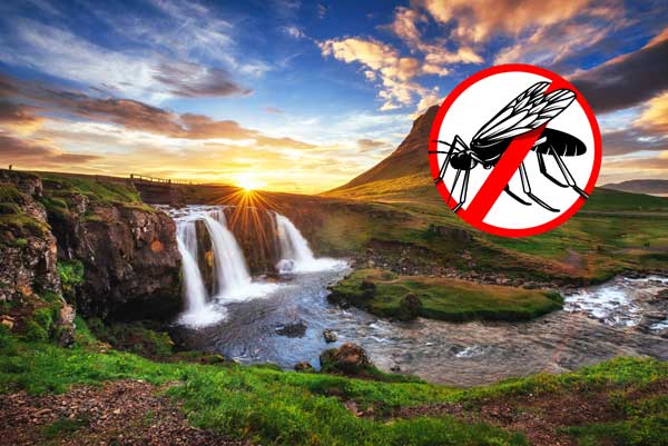 In Iceland are no mosquitos